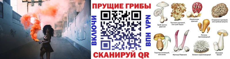 цена   Дедовск  Галлюциногенные грибы Psilocybine cubensis 
